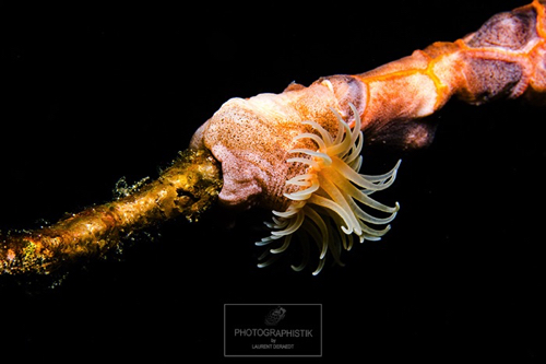 2012 PHILIPPINES - Moalboal
Anemone 2012 PHILIPPINES - Moalboal
Anemone